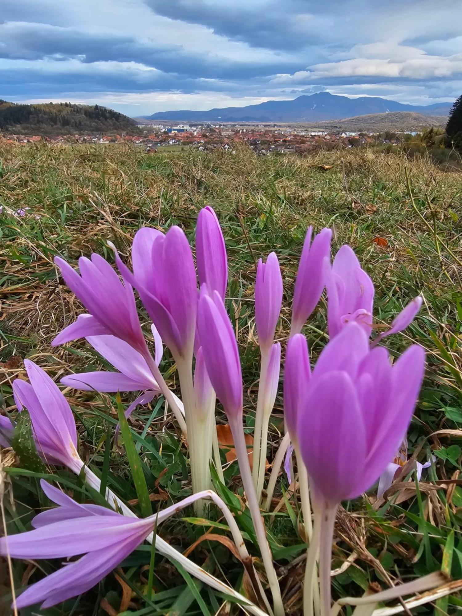 Pensiunea Kyfana Зэрнешти Экстерьер фото